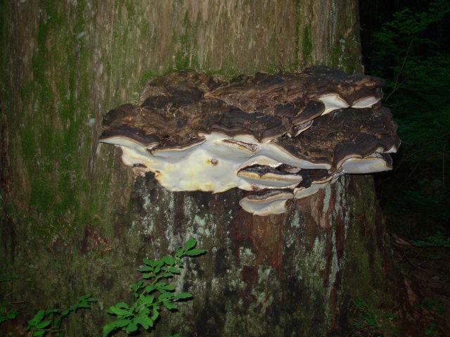 7.25.06 Larch Mountain 016 